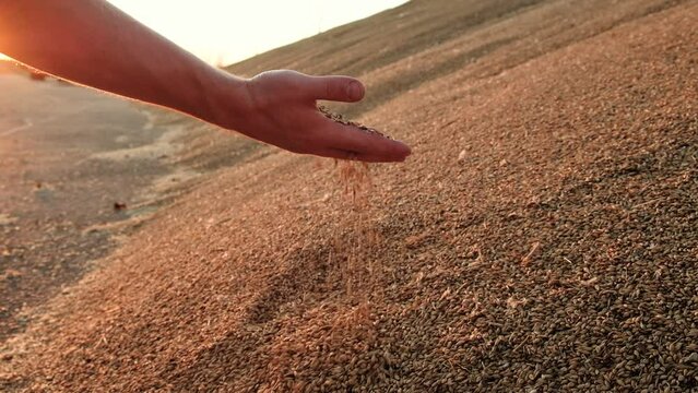 Hands of farmer touching and sifting wheat grains in a jute sack after good harvest. agriculture concept, closeup 4k