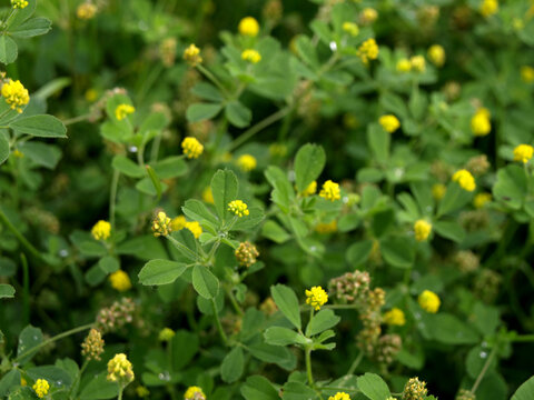 Yellow Trifolium dubium flowers, other names: lesser clover, true shamrock,yellow suckling,wild trefoil, yellow trefoil in the field