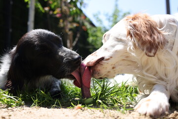 Hunde essen Eis in der Sonne