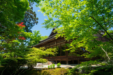 京都　南禅寺の塔頭寺院　天授庵の新緑