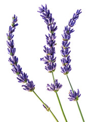 Three lavender flowers close up isolated on white background.
