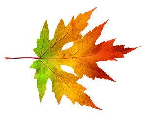 One autumn maple leaf with rainbow colors isolated on white background.
