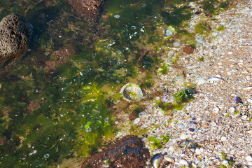 seaweed and shells in sea water