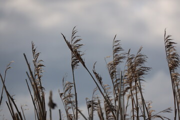 Schilfrohr am Abend (Phragmites australis)