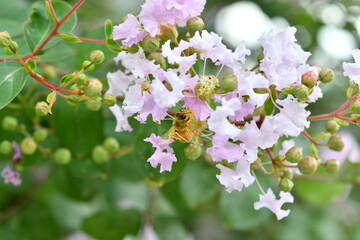 ミツバチとピンク色の花