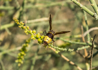 The Oriental hornet - Vespa orientalis at Wadi Degla Protectorate, Western Desert, Egypt