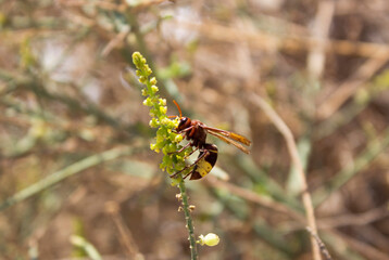 The Oriental hornet - Vespa orientalis at Wadi Degla Protectorate, Western Desert, Egypt