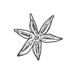 Star anise hand drawn vector illustration. Isolated sketch of anise star. Engraved illustration. Black and white.