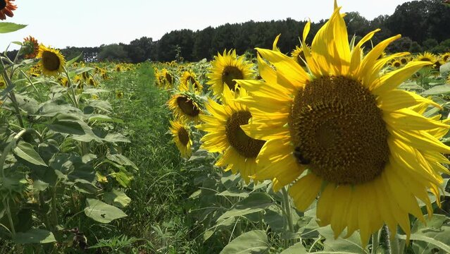 Sunflowers swaying in the breeze at Dorthea Dix Park in Raleigh, NC.