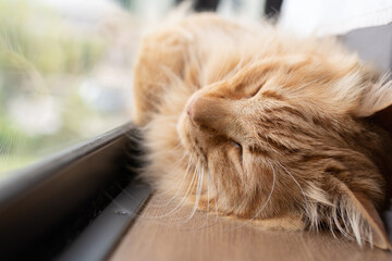 窓辺で眠る猫　茶トラ猫