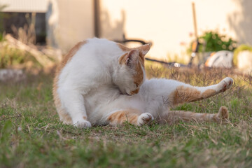くつろぐ猫 茶白猫