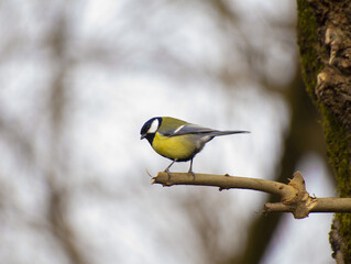 Naklejka premium pretty little bird