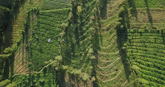 aerial top shot tobbaco plantation on the slope of sindoro mountain in Temanggung, central java, Indonesia. Indonesia's cigarette industry. elongated shadows of the trees.