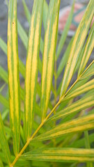 Areca palm leaf green yellow plant