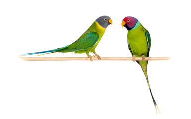  on a wooden perch Male and female Plum-headed parakeet, Psittac