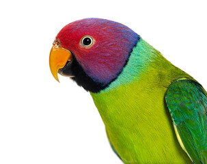 close-up on a head of Male Plum-Headed parakeet - Psittacula cya