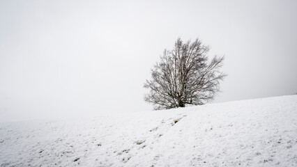 Fototapeta na wymiar A lone tree standing on the snow-covered hill top, Mount Somers, Canterbury. Solitary concepts.