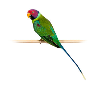 Male Plum-Headed parakeet perched on a wooden perch - Psittacula