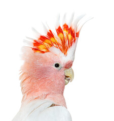 portrait of a crest spread Major Mitchell's cockatoo, Lophochroa © Eric Isselée