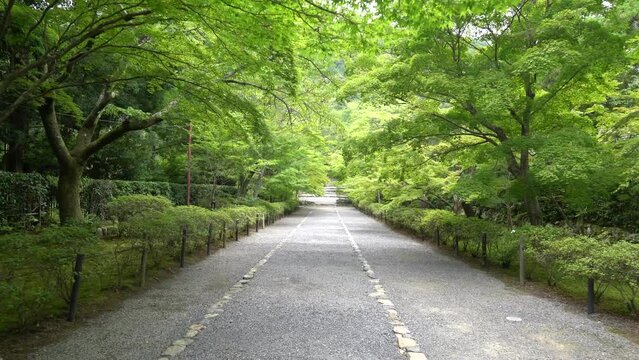 京都　新緑の二尊院の参道
