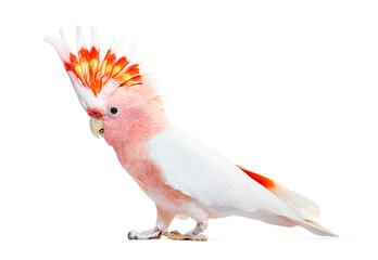portrait of a crest spread Major Mitchell's cockatoo, Lophochroa © Eric Isselée
