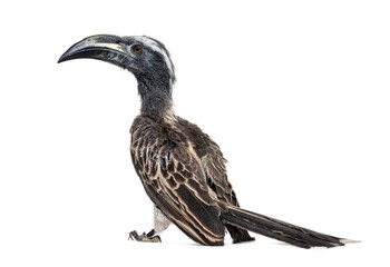 Rear view of a Male african grey hornbill, Lophoceros nasutus, i © Eric Isselée