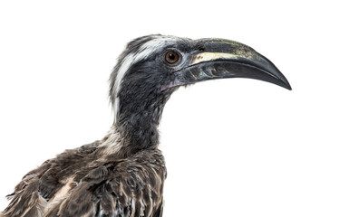 Head shot of a Male african grey hornbill, Lophoceros nasutus, i