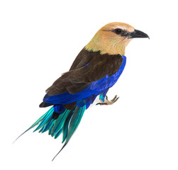 Fototapeta premium High view of a Blue-bellied roller, Coracias cyanogaster, isolat