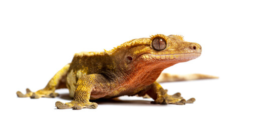 front view of a Crested gecko, Correlophus ciliatus
