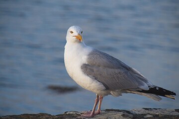 seagull on the beach