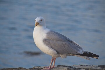 seagull on the beach