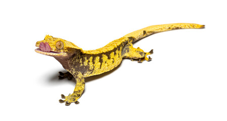 Crested gecko licking its eye to moisten it, Correlophus ciliatu