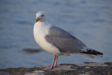 seagull on the beach