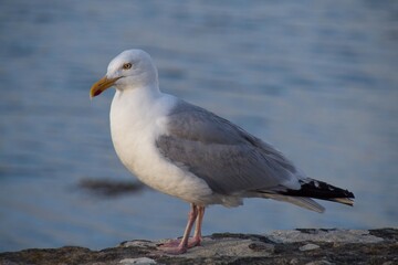 Fototapeta na wymiar seagull on the beach