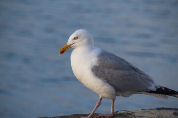 seagull on the beach