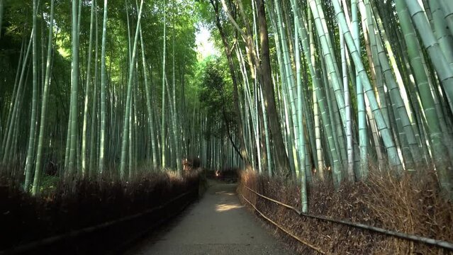 京都　嵯峨野　竹林の小径