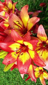 Vertical video social media format – Closeup overhead shot of drops of rain on a group of beautiful raspberry pink and yellow Asiatic lily flowers, in a garden / yard, blowing in a light summer breeze