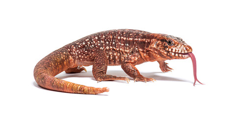 Red tegu sniffing with its tongue, Salvator rufescens, isolated