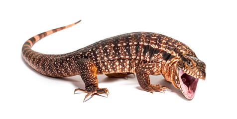 Red tegu mouth open, we can see its larynx,Salvator rufescens, i