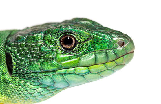 close-up of Timon pater head specie of Wall lizard, isolated on