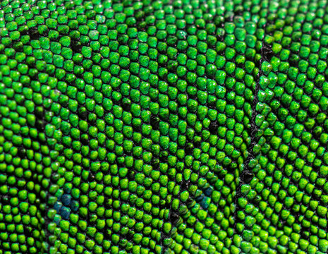 Details, macro of scales of Timon pater specie of Wall lizard