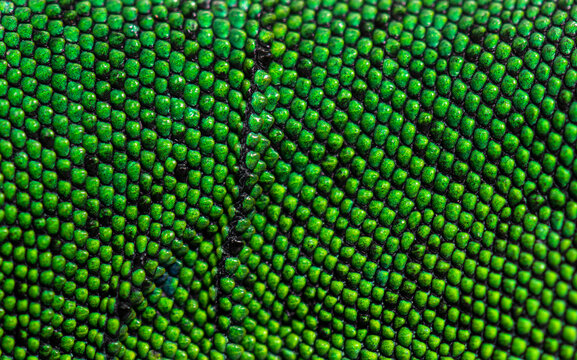 Details, macro of scales of Timon pater specie of Wall lizard