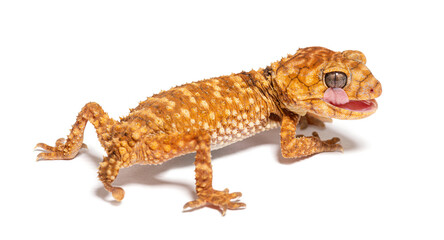 Rear view of a Centralian rough knob-tail gecko licking its eye,