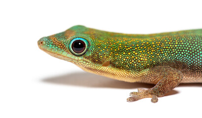 Gold dust day gecko, Phelsuma laticauda, Isolated on white