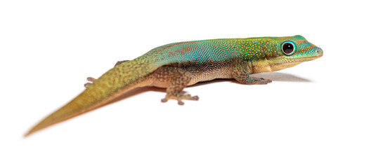 Gold dust day gecko, Phelsuma laticauda, Isolated on white