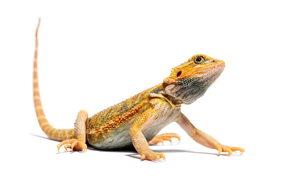 Pogona looking up, agame barbu, isolated on white