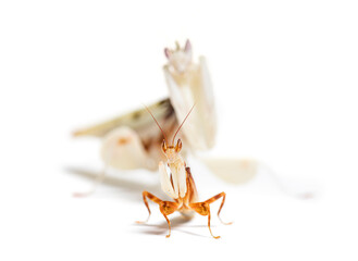 Male and female Orchid mantis or  walking flower mantis mating,