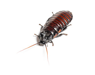 Madagascar hissing cockroach, Gromphadorhina portentosa, isolate
