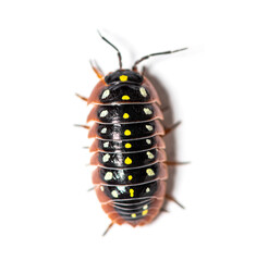 High view of a woodlouse specie, Armadillidium klugii, isolated