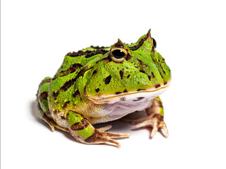 Argentine horned frog, Ceratophrys ornata, isolated on white